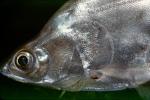 Royal Featherback, knifefish, (Chitala blanci), Osteoglossiformes, Notopteridae, AABV05P02_06