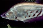 Royal Featherback, knifefish, (Chitala blanci), Osteoglossiformes, Notopteridae, AABV05P02_07