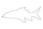 Red Tail Shark outline, Perciformes, Centrarchidae, (Epalzeorhynchos bicolor), line drawing, shape, AABV05P02_11O