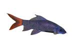 Red Tail Shark, (Epalzeorhynchos bicolor), Cypriniformes, Cyprinidae, AABV05P02_13F