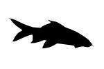 Red Tail Shark, (Epalzeorhynchos bicolor) silhouette, Cypriniformes, Cyprinidae, logo, shape, AABV05P02_13M