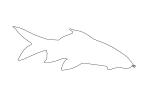 Red Tail Shark outline, (Epalzeorhynchos bicolor), Cypriniformes, Cyprinidae, line drawing, shape, AABV05P02_13O