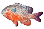 Longear Sunfish, (Lepomis megalotis), [Centrarchidae], Perciformes, photo-object, object, cut-out, cutout, AABV05P02_17F