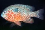 Longear Sunfish, (Lepomis megalotis), [Centrarchidae], Perciformes, AABV05P02_18