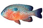 Longear Sunfish, (Lepomis megalotis), [Centrarchidae], Perciformes, photo-object, object, cut-out, cutout, AABV05P02_18F