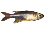Celebes Rainbowfish, (Marosatherina ladigesi), Atheriniformes, [Telmatherinidae], photo-object, object, cut-out, cutout, AABV05P03_02F