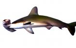 Hammerhead Shark, Elasmobranchii, Carcharhiniformes, Sphyrnidae, photo-object, object, cut-out, cutout, AACD01_008F