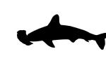Hammerhead Shark Silhouette, Elasmobranchii, Carcharhiniformes, Sphyrnidae, logo, shape, AACD01_008M