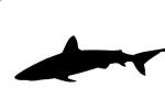 Shark silhouette, logo, shape, AACD01_014M