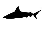 Shark silhouette, logo, shape, AACD01_030M