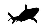 Shark Silhouette, logo, shape, AACD01_034M