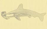 Hammerhead Shark Sketch, Elasmobranchii, Carcharhiniformes, Sphyrnidae, Paintography, AACD01_056
