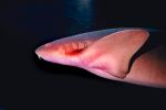 Nurse Shark, (Ginglymostoma cirratum), AACV01P01_05.4094