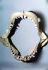 Great White Shark jaw, (Carcharodon carcharias), Shark Teeth, Gapping Mouth, agape, open, AACV01P06_16