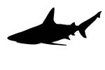 Shark silhouette, shape, AACV01P11_02M