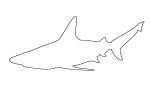 Shark Outline, line drawing, AACV01P11_02O