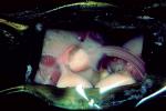 Skate Shark Egg, AACV01P15_15