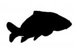 Carp [Cyprinidae] silhouette, logo, shape, AAEV01P06_14M