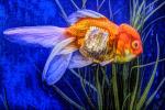 Ranchu Fantail Goldfish, Paintography, AAGD01_071