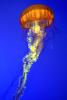 Northern Sea Nettle, (Chrysaora melanaster), Semaeostomeae, Pelagiidae, brown jellyfish, AAJD01_009