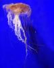 Northern Sea Nettle, (Chrysaora melanaster), Semaeostomeae, Pelagiidae, brown jellyfish, AAJD01_016