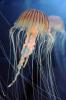 Sea Nettle (Chrysaora fuscescens), Semaeostomeae, Pelagiidae, AAJV01P11_19