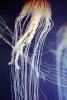 Sea Nettle (Chrysaora fuscescens), Semaeostomeae, Pelagiidae, AAJV01P12_03