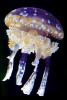 Spotted Jelly, (Mastigias papua), Rhizostomeae, Mastigiidae, AAJV01P13_13