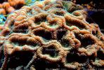 Soft Corals, Gorgonians, AAKV02P01_13.1707