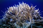 Leathery Sea Anemone, (Heteractis crispa), AAKV02P02_04