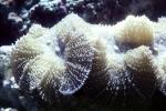 Mushroom Coral, AAKV02P02_15
