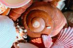 Shell, Snail, sea shell, spiral, seashell, Sea, Marine, AALV01P02_16.4096
