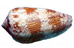 Textile Cone Snail, (Conus textile), Conoidea, Conidae, shell, predatory sea snail, photo-object, object, cut-out, cutout, venomous, poisonous, photo object, AALV01P06_17F