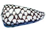 Marbled Cone Snail, (Conus marmoreus), Conoidea, Conidae, shell, predatory sea snail, photo-object, object, cut-out, cutout, venomous, poisonous, photo object, AALV01P07_02F