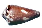Brown Cone Snail, (Conus brunneus), Conoidea, Conidae, Coninae, shell, predatory sea snail, photo-object, object, cut-out, cutout, venomous, poisonous, photo object, AALV01P08_16F