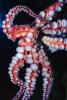 Giant Octopus, (Enteroctopus dofleini), Octopoda, Octopodidae, AANV01P05_03