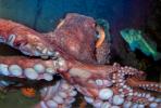 Giant Octopus, (Enteroctopus dofleini), Octopoda, Octopodidae, AANV01P05_08