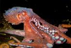 Giant Octopus, (Enteroctopus dofleini), Octopoda, Octopodidae, AANV01P05_14
