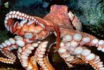 Giant Octopus, (Enteroctopus dofleini), Octopoda, Octopodidae, AANV01P05_16