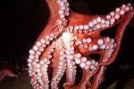 Giant Octopus, (Enteroctopus dofleini), Octopoda, Octopodidae, AANV01P07_05