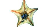 starfish, photo-object, object, cut-out, cutout, AAOV01P01_15F