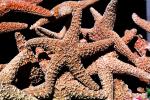 starfish textures, backgrounds, AAOV01P03_10