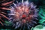 Red Sea Urchin, (Strongylorcentrotus franciscanus), AAOV01P06_08