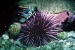 Red Sea Urchin, (Strongylorcentrotus franciscanus), AAOV01P06_12