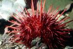 Purple Sea Urchin, AAOV01P08_05