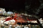 Red Crayfish, AARV01P01_14