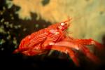Tuna Crab, (Pleuroncodes planipes), Malacostraca, Decapoda, Galatheidae, Pelagic Red Crab, AARV01P02_13.4096