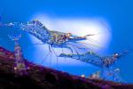 Glass Shrimp [Palaemonidae], AARV01P05_09B