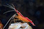 Pacific Cleaner Shrimp, (Lysmata amboinensis), Malacostraca, Decapoda, Hippolytidae, omnivorous, AARV01P06_09.4096
