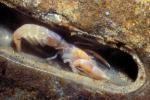 Ghost Shrimp, (Neotrypaea californiensis), Malacostraca, AARV01P06_14